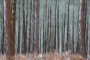 Forest Abstract